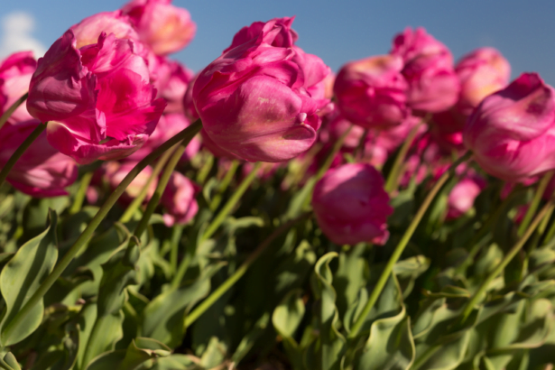 Tulips showcasing phototropism