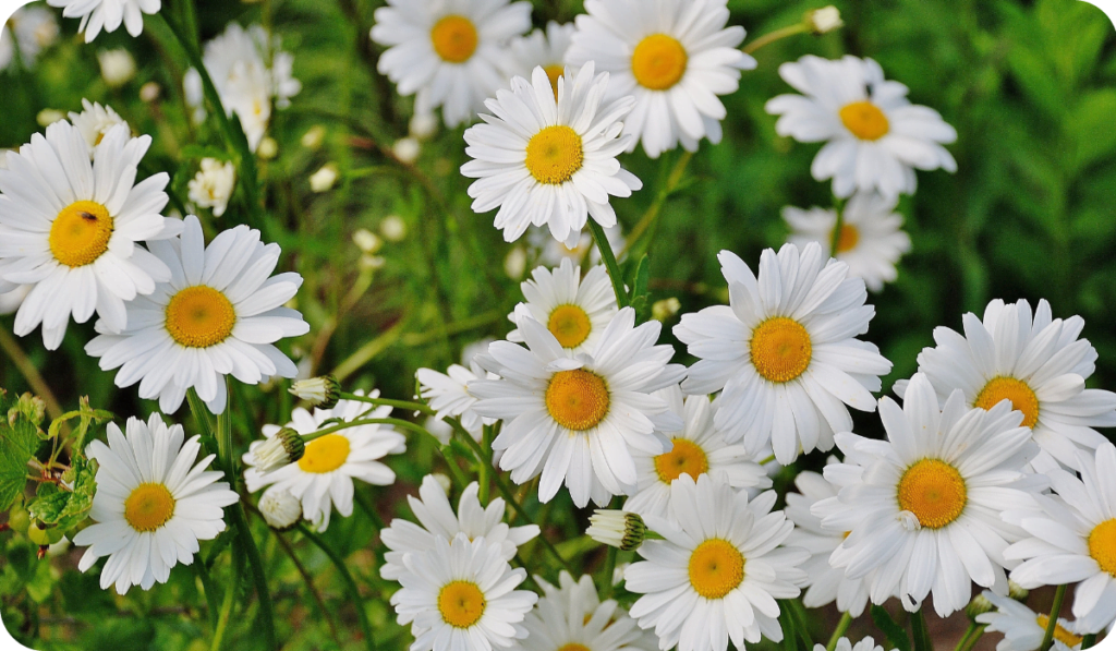 Daisy Flower: Types of Daisies