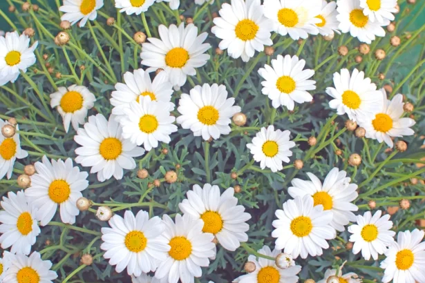 White Oxe-eye daisy or Moon Daisy May flowers, Leucanthemum vulgare, blossoming in May