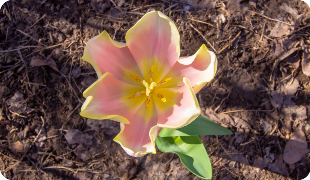 pink spring tulip growth from Bulb